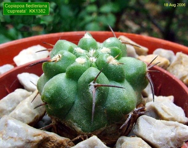 Copiapoa_ fiedleriana 'cupreata'  KK1382 _04